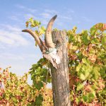 Vinarija Trilogija vinograd